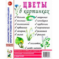 Фото товара - ЗнакомствоСОкрМиромИРазвРечи Цветы в картинках. Наглядное пособие для педагогов, логопедов, воспитателей и родителей (А4), (Гном и Д, 2024), Обл, c.32