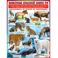 Фото товара - P2283 Плакат "Животные красной книги РФ" (А2, текст), (ФДА)