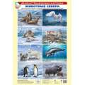 Фото товара - ДемонстрационныеКартины Животные Севера. Методический материал к основной образовательной программе ДОО (8 плакатов) (А3, в пакете), (Сфера, 2021), Л