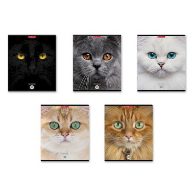 Большое фото товара - Тетрадь  96л клетка "Cats" 58406 ErichKrause, 12-182166. Вариант №1