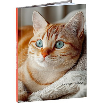 Большое фото товара - Записная книжка А6  48л клетка "УЮТНЫЕ КОТИКИ - 3" 48-9513 Проф-Пресс, 12-213934. Вариант №1