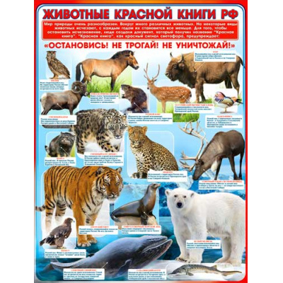 Большое фото товара - P2283 Плакат "Животные красной книги РФ" (А2, текст), (ФДА), 13-752008. Вариант №1