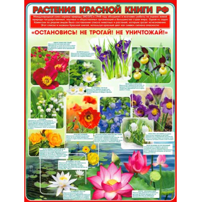 Большое фото товара - P2285 Плакат "Растения красной книги РФ" (А2, текст), (ФДА), 13-752009. Вариант №1