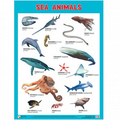 Большое фото товара - ШколаСемиГномов Плакат. Морские обитатели=Sea Animals (А2), (Мозаика-Синтез, 2018), Л, c.1, 13-766910. Вариант №1