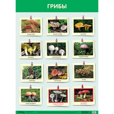 Большое фото товара - НаглядныеПособия Плакат. Грибы (А1), (Мозаика-Синтез, 2020), Л, 13-878433. Вариант №1