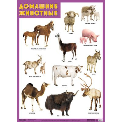 Большое фото товара - НаглядныеПособия Плакат. Домашние животные (А1), (Мозаика-Синтез, 2020), Л, 13-890052. Вариант №1