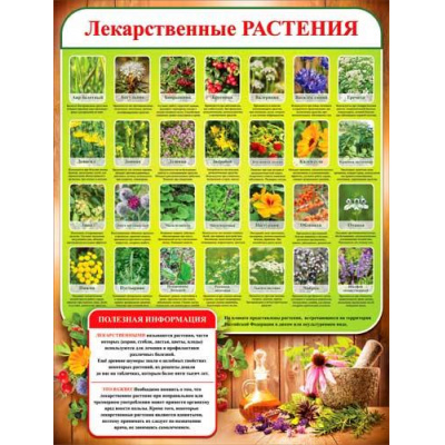 Большое фото товара - P2225 Плакат "Лекарственные растения" (595*450мм, текст), (ФДА), 13-962030. Вариант №1